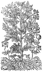 Pomme de terre, 1640