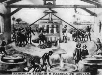 Ingéniosité primitive