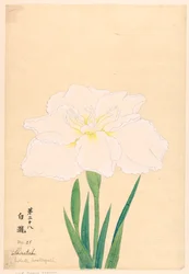 Gravure, La cascade blanche (Shirataki), No. 28