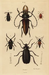 Psalidognathus friendii 1, Madre de la Culebra, Acanthinodera cumingii 2, Allocerus dilaticorne 3, Callipogos barbatus 4, Anacolus sanguineus 5 et Prionus flavipennis 6