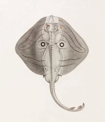 Raie à Bandes