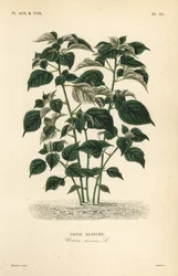 Ramie ou herbe de Chine