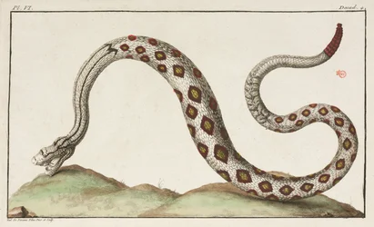 Serpent à sonnette