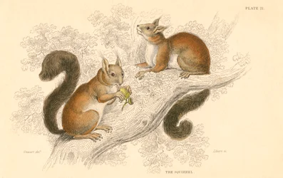 Écureuil roux Sciurus vulgaris, rongeur arboricole natif d