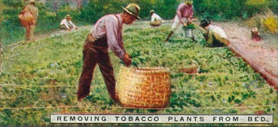 Enlèvement des plants de tabac du lit, 1926