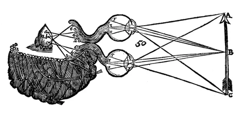 Idée de la vision de René Descartes, montrant la fonction de l