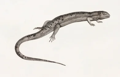 Reptiles : Anoles géants