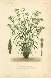 Brome de Schrader, Bromus catharticus, Bromus schraderi