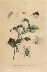 Rhigus, Platyoma et Cyphus charançons, mille-pattes hérissé, Polyxenus lagers et sceau de Salomon, Polygonatum odoratum