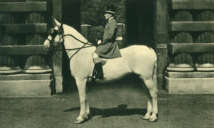 Cavalier royal en livrée écarlate, années 1950