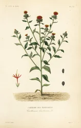 Carthame des teinturiers, Carthamus tinctorius