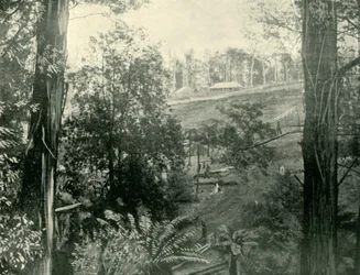 Scène à Upper Gembrook, Victoria, 1901