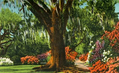 Scène dans les jardins de Magnolia, près de Charleston, S.C.