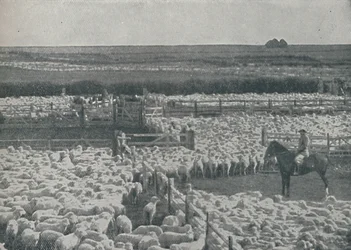 Bergeries en Australie, 1910