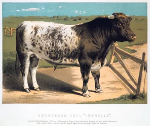 Taureau Shorthorn Ironclad