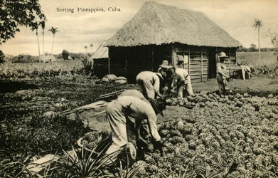 Tri des ananas, Cuba, fin 19e-début 20e siècle