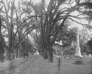 Mousse espagnole sur les chênes vivants, Savannah, Géorgie, USA, vers 1900