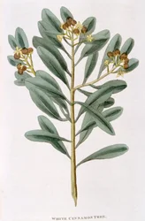 Branche de cannelle blanche Canella alba