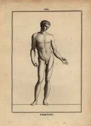 Statue d