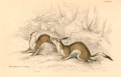 Hermine Mustela erminea, membre de la famille des belettes, 1828