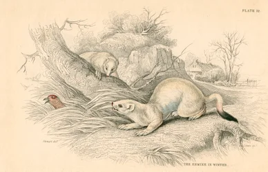 Hermine Mustela erminea, membre de la famille des belettes, 1828