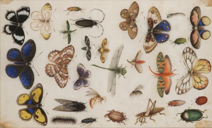 Étude de papillons et d