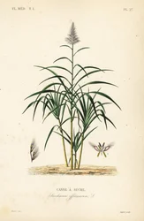Canne à sucre, Saccharum officinarum, Canne à sucre