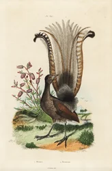 Ménure superbe, Menura novaehollandiae, et fausse azalée, Menziesia ferruginea