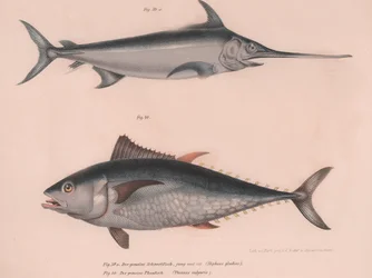 Espadon Hiphias gladius, Thinnus bulgaris, vers 1850