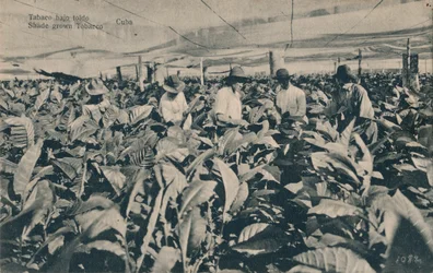 Tabac sous ombrage. Tabac cultivé à l