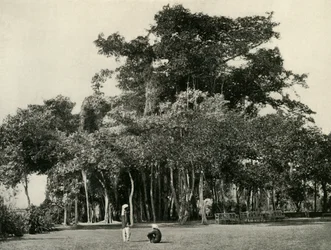 Le Banian, Barrackpore