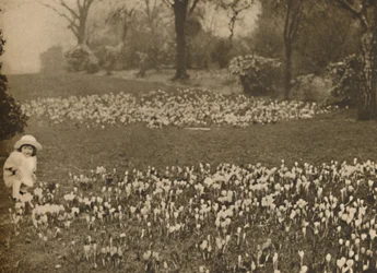 Le tapis de crocus du printemps, vers 1935