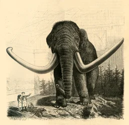 Le Mammouth de Saint-Pétersbourg, 1883