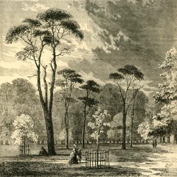 Les pins écossais, Kensington Gardens, vers 1876