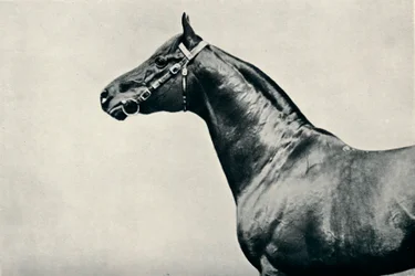 La tête du cheval de course pur-sang, Radium, vers 1910