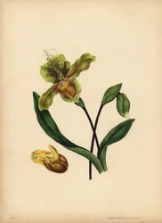 Le Sabot de la Vierge, Cypripedium reginae, Ressemblance