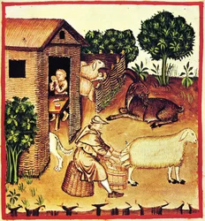 La production de fromage. Une miniature du Tacuinum Sanitatis, seconde moitié du 14e siècle