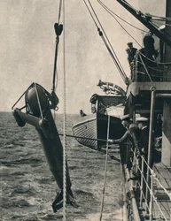 Le paravane en forme de requin, 1943