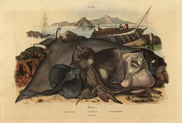 Raie bouclée, Raja clavata, raie Lusitanienne, Rhinoptera marginata, et grande raie diable, Mobula mobular, en danger