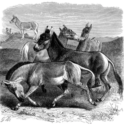 Âne sauvage tibétain ou Kiang, 1893