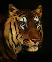 Étude de tigre, 1908-1909