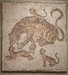 Tigresse et petits, 300s