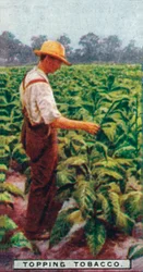 Récolte du tabac, 1926