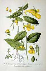 Balsamine impatiente, 1893
