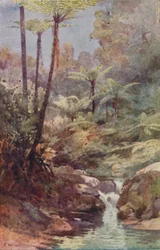 Fougères arborescentes, 1923