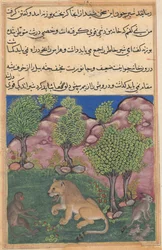 Tuti-Nama Contes d