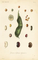 Variétés de pois et de haricots