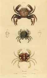 Crabe velours, Necora puber, crabe nageur marbré, Liocarcinus marmoreus, et crabe nageur de Pennant, Portumnus latipes