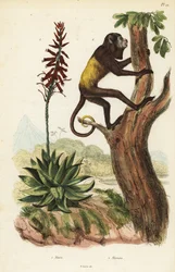 Hurleur rouge du Venezuela, Alouatta seniculus, et Aloe vera
