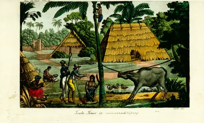 Scène de village près de Kupang, Timor